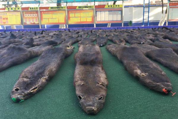 艾尔登法环灵火火把怎么获得